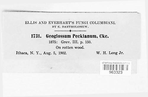 Geoglossum image